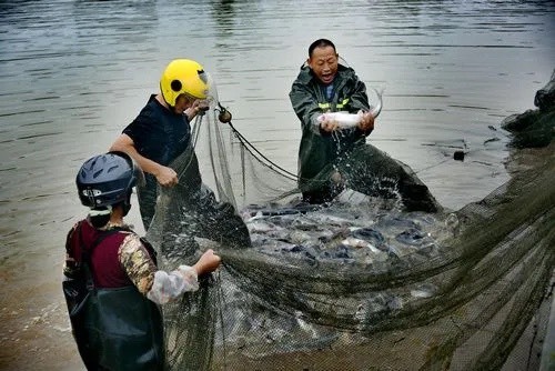 广州【鱼塘养殖】四大家鱼鲩鱼，量大价优，自家鱼塘生产