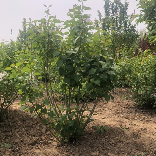 菏泽1/3米丛生紫丁香