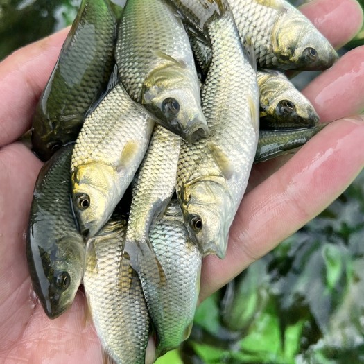 南宁良种繁殖场鲤鱼苗，金背鲤鱼苗，建鲤鱼苗，通威鲤鱼苗，福瑞鲤鱼