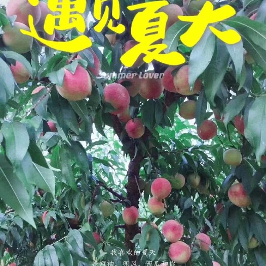 福建特产水蜜桃，一年一季
