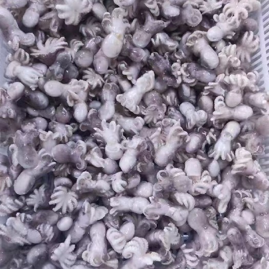 捞汁小八爪。八爪鱼，花螺，钉螺。皮皮虾。