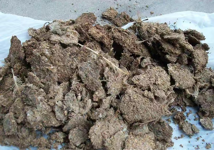 干鸡粪