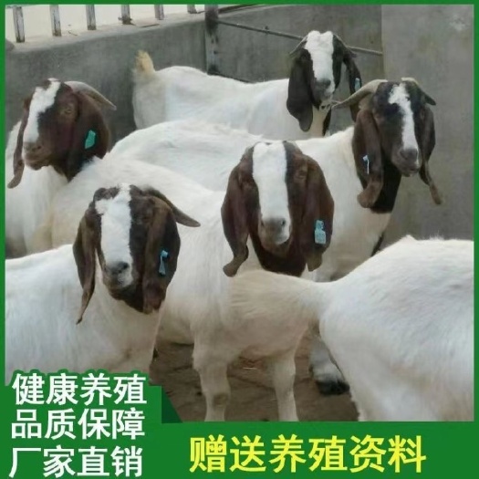 嘉祥县波尔山羊