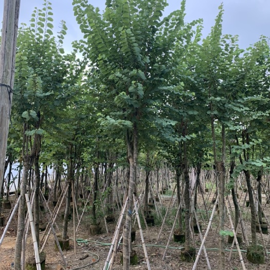 普宁市宫粉紫荆树 宫粉紫荆