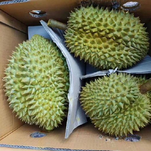 昆明金枕头榴莲。，￼