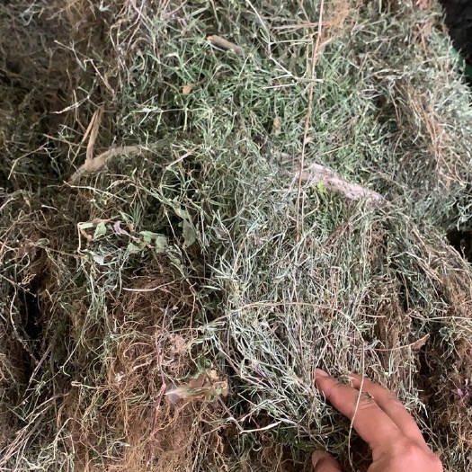 白花蛇舌草 量大从优 产地一手货源