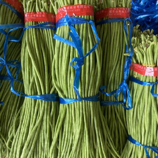 扶绥县大量豆角现货 每日价钱不定 每天早上七点定价