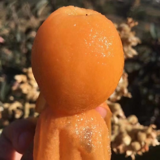 徐州味美香甜，的美味，枇杷