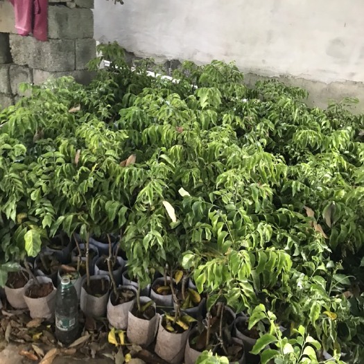 自种自销黑黄皮苗