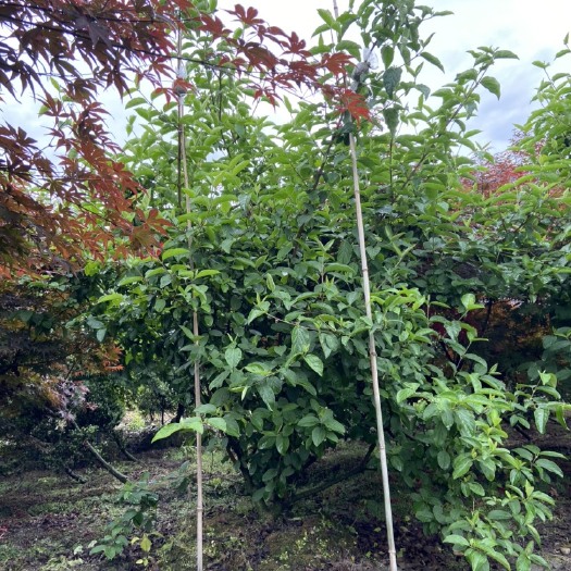 成都中华木绣球大花斗球8-10公分