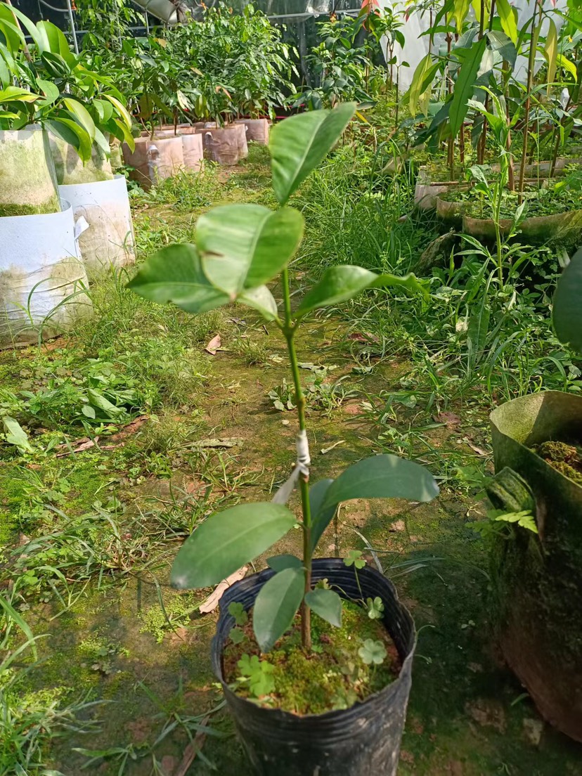 漳州阿库蜜山竹嫁接苗