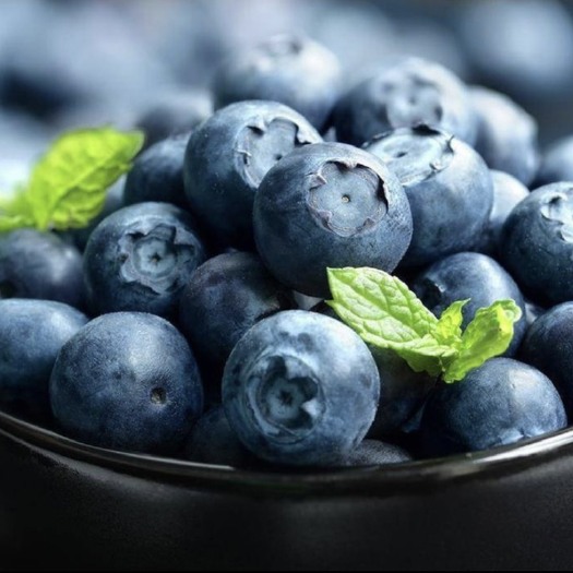 薄雾蓝莓  蓝莓莱克西薄雾、浆果露天生态一级鲜果现
