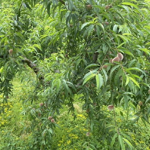 绥阳县个大脆甜，