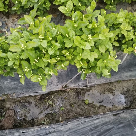 犍为县含苞待放的白色茉莉