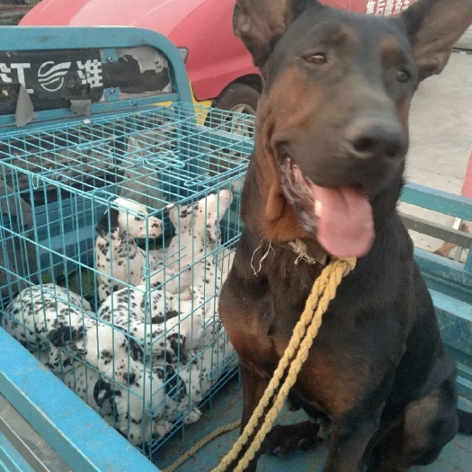 宿州莱州红犬  苏联红，莱州红！大型犬种！