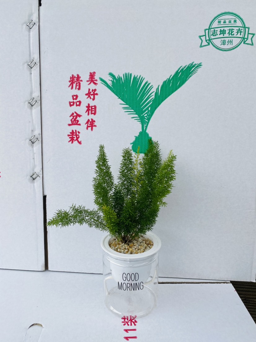天门冬