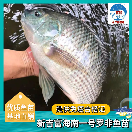 广州罗非鱼苗，海南一号罗非鱼苗，新吉富罗非鱼苗，青宝路罗非鱼苗