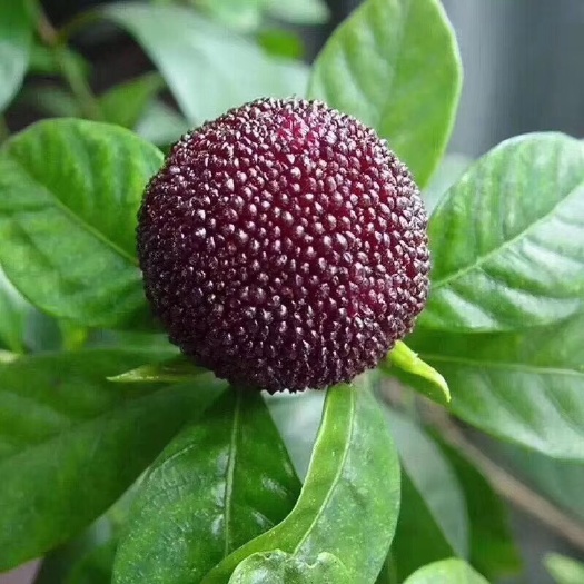 文成县自家果园种植的杨梅味甜色美适宜送人和招待客人可送爸妈岳丈母娘