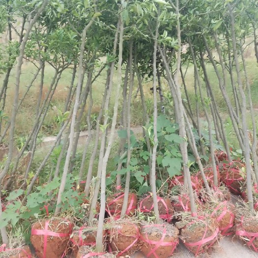 樟树市3公分的枳壳树大量出售，量大从优
