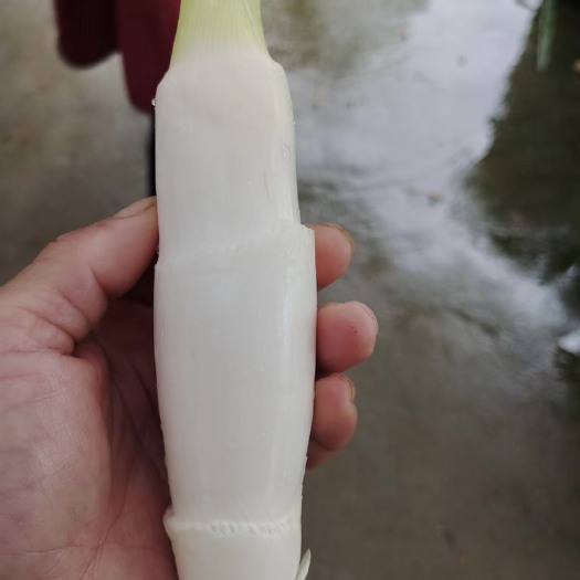 缙云县精品美人茭 冬茭 双季茭白新鲜现割货源充足质量保证 价格实惠