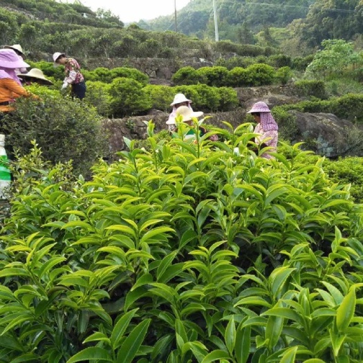 饶平县凤凰单丛锯朵仔 头春