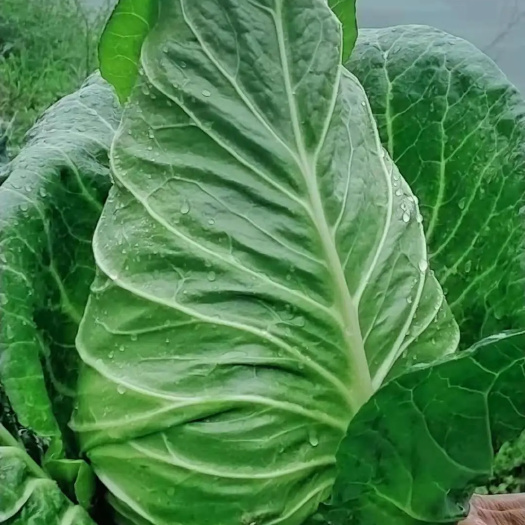 昭通云南昭通高寒冷凉牛心甘蓝，鸡心白。