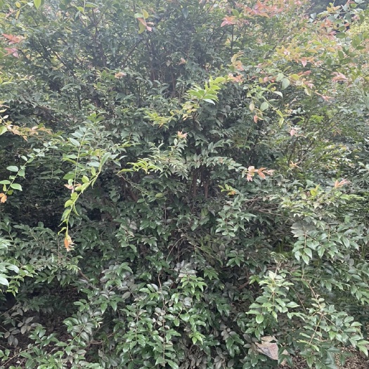 漳州4-5公分沙巴嘉宝果