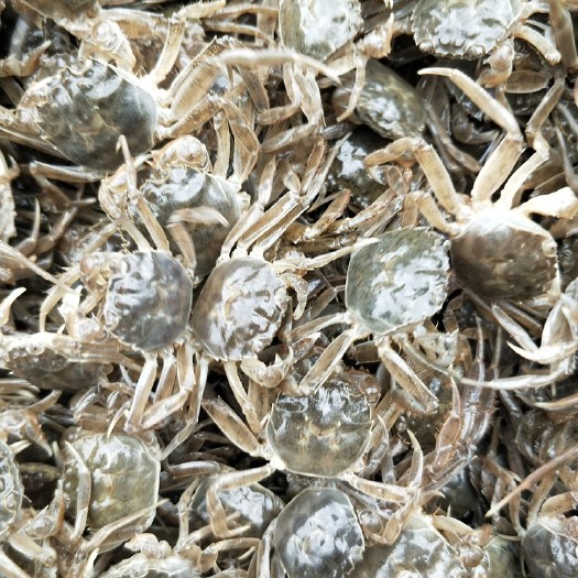 盘山县蟹苗，盘锦优质原塘苗，全母蟹苗，成活率高