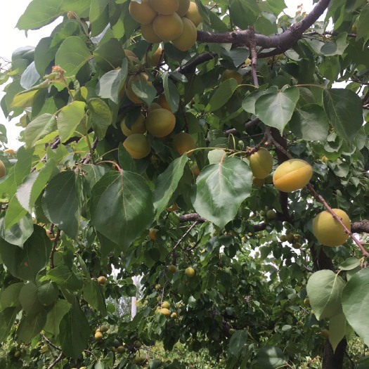 巨鹿县金太阳杏