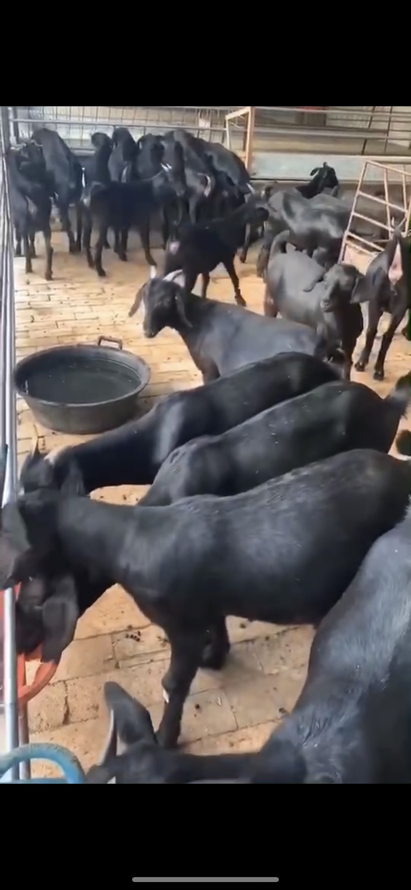 精品努比亚黑山羊多胎多羔全国发货