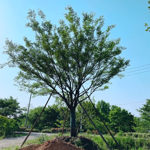 句容市单杆移栽朴树，1年以上移栽老苗。存活率高。实地考察，打号看树