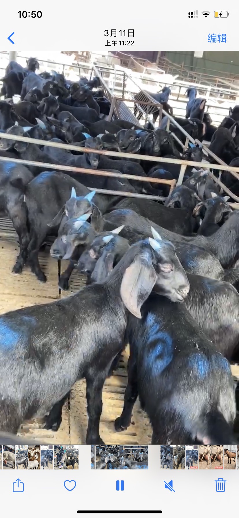 精品努比亚黑山羊多胎多羔全国发货