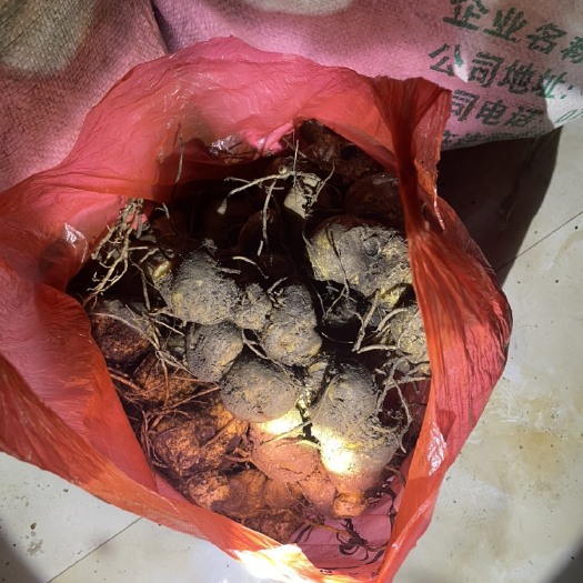 郴州深山老林黄精