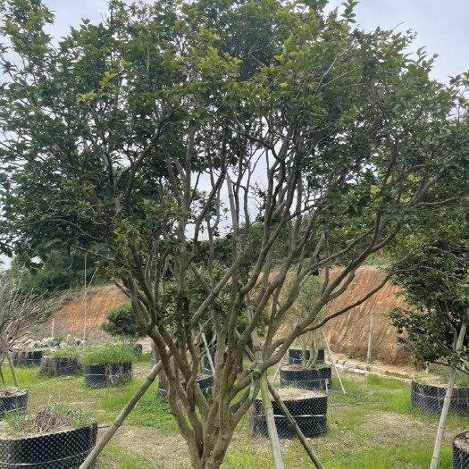 漳州沙巴嘉宝果苗大苗