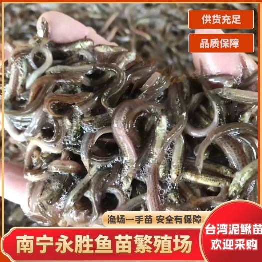 南宁泥鳅苗  泥鳅苗