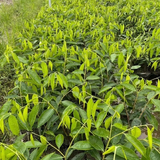 茂名奇楠沉香树苗 （香霸 香脉 红金猊 油叶子 红骨凹身）等品种