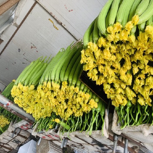 寿光市丝瓜鲜花丝瓜大量上市 欢迎老板询价