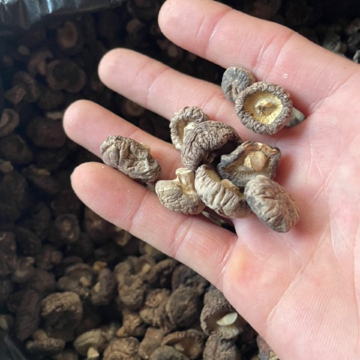 西峡县小菇丁 珍珠菇小香菇产地直发支持一件代发