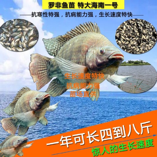 佛山罗非苗海南一号吉富宝路苗福寿鱼苗脆肉罗非苗种