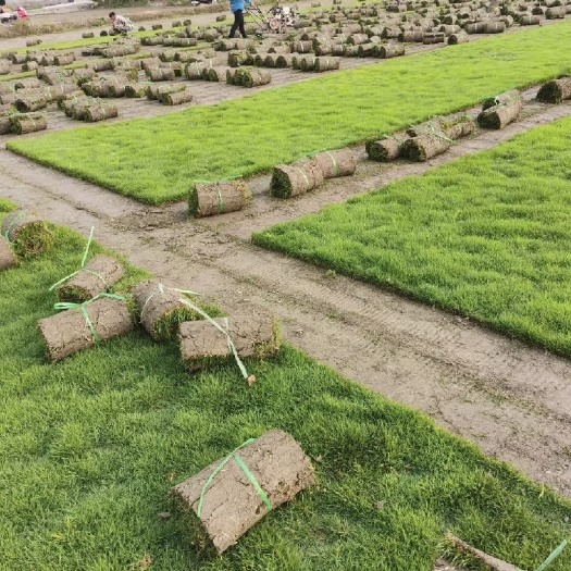 彭州市成都郫县草坪量大从优