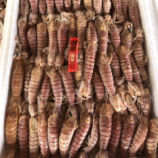北海熟冻皮皮虾