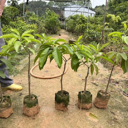 灵山县耀堂仙桃