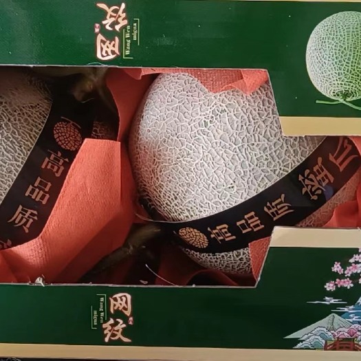 上海库拉网纹瓜