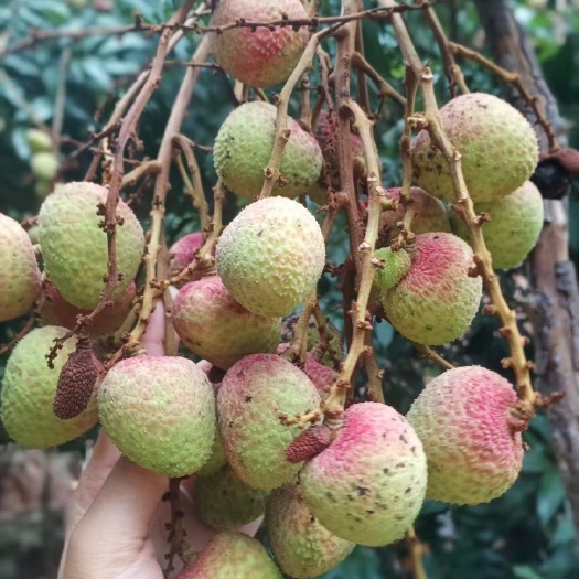 浦北县三月红荔枝