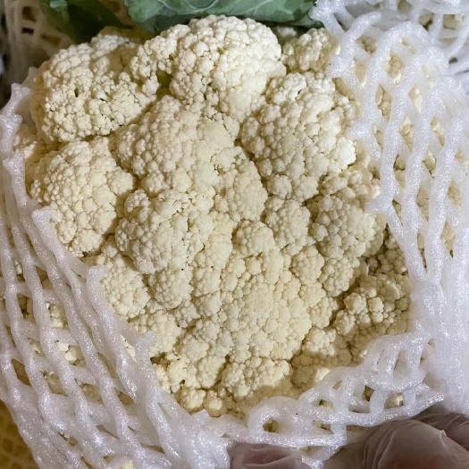乐亭县菜花