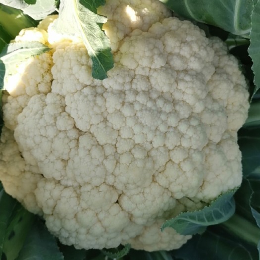 莒县菜花大量上市