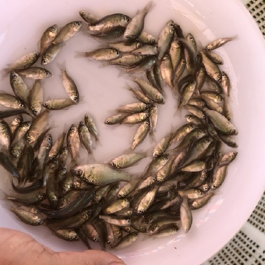 肇庆鲫鱼苗中科三号中科五5号快大银鲫