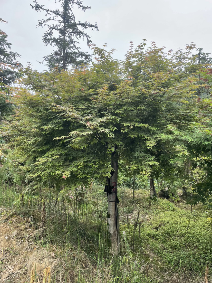 日本红枫，大小规格红枫