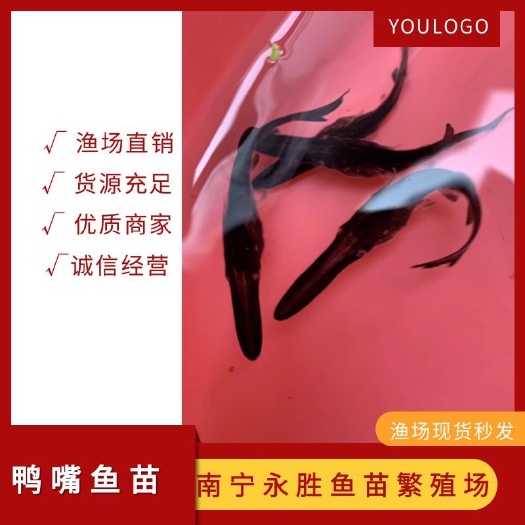 南宁鸭嘴鱼苗 鳊嘴鱼苗 淡水鱼冷水鱼鱼塘养殖 渔场直销