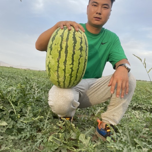 呼图壁县金城5号西瓜  新疆双红保证质量，坏瓜包赔， 质量保证，果大